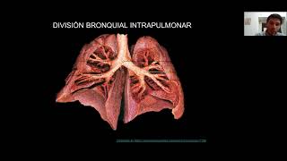Tráquea, pulmones, pedículo pulmonar, pleura - Anatomía
