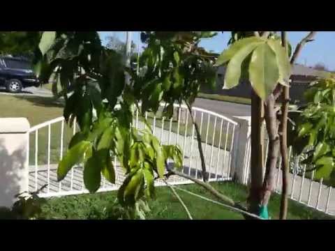 Lychee tree flowering and fruiting