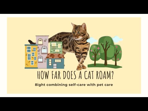 How far do cats roam? || cat behaviour || missing pets