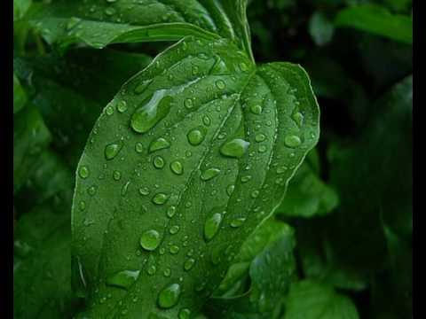 Virginia - Strainul !