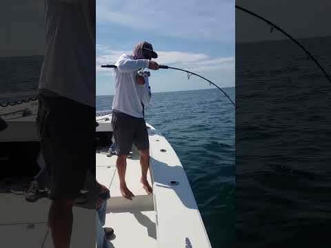 Shark Fishing New Smyrna Beach — Latest Action with Captain Brad