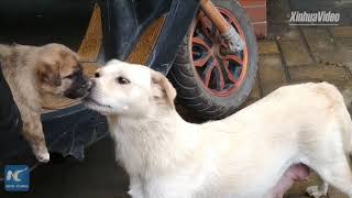 Heart-wrenching: Mom dog sees off puppy with one last kiss