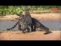 Ягуар атаковал крокодила Jaguar Attacks Crocodile Big Cat Attacks ...