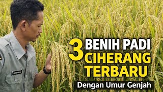Download lagu 3 Best Long Panicle Ciherang Rice Seeds, Farmers' Choice mp3