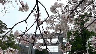 【下関市】住吉神社の桜