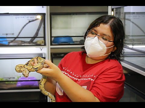 ¡Increíble! Veneno de serpientes puede curar muchas enfermedades