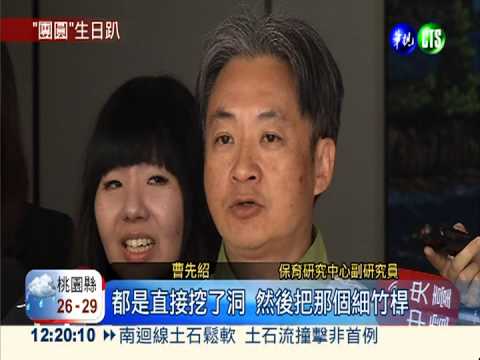 "團圓"9歲生日趴 團團獨自吃蛋糕