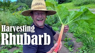 Harvesting Rhubarb | How &amp; When to Harvest Rhubarb