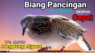 Download lagu TEKUKUR GACOR suara merdu - LANGSUNG KONEK (BIKIN NYAUT) PANCINGAN BURUNG TEKUKUR mp3 Download lagu TEKUKUR GACOR suara merdu - LANGSUNG KONEK (BIKIN NYAUT) PANCINGAN BURUNG TEKUKUR mp3