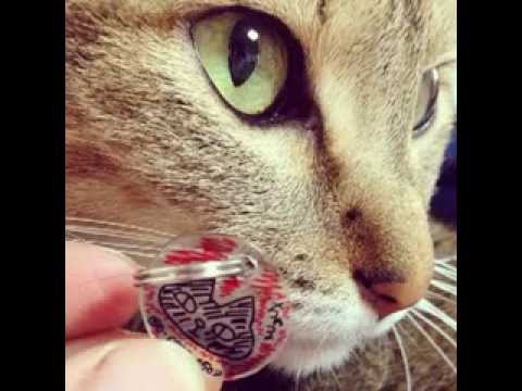 Life with my cat "Charu"