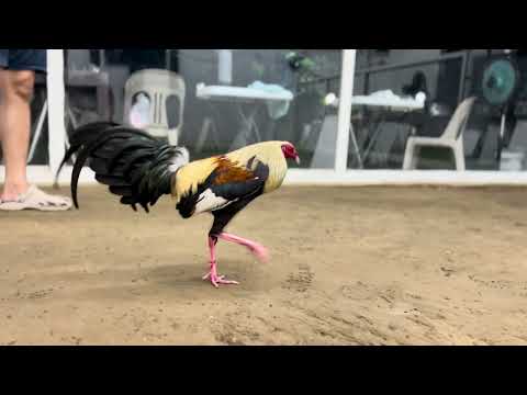 CONG. SONNY LAGON JOE GOODE GREY