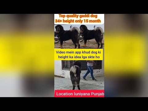 top quality gaddi dog 15 month age 34+ height Nwab