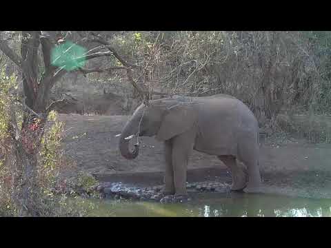 Kwa: Lone Elephant quenching it's thirst - 16:40 - 08/16/19