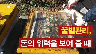 꿀벌관리 이제는 돈의 위력을 보여 줄 때, 봄벌용 화분떡 만들기, 돈칠기삼