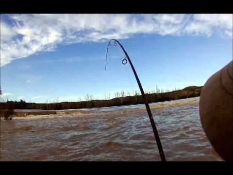 catfish spinning Ebro mpeg2video
