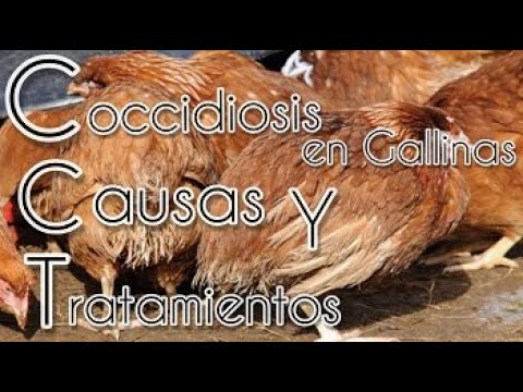 , title : 'COCCIDIOSIS EN GALLINAS CAUSAS Y TRATAMIENTOS'