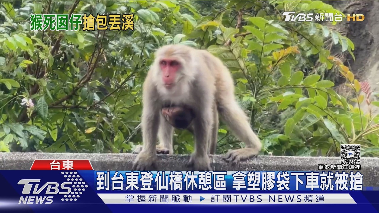 影音/泰源幽谷爆獼猴搶劫!女遊客20萬助聽器被丟包 警出動吊車救援
