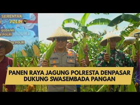PANEN RAYA JAGUNG POLRESTA DENPASAR DUKUNG SWASEMBADA PANGAN