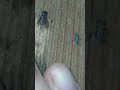 Fred The Fly Vs Milhouse The Mosquito Shorts Insects Fly Fred Reupload Funny Random New Sub