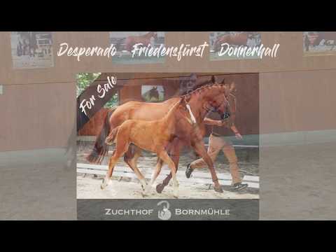 Stutfohlen aus besten Stamm zu Verkaufen