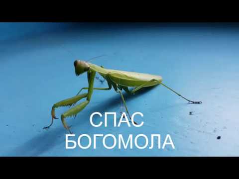 СПАС БОГОМОЛА./MANTODEA.