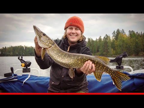 Iso hauki matalasta | Kalastus (syksy 2021)