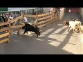 Toro Rompe Vallado