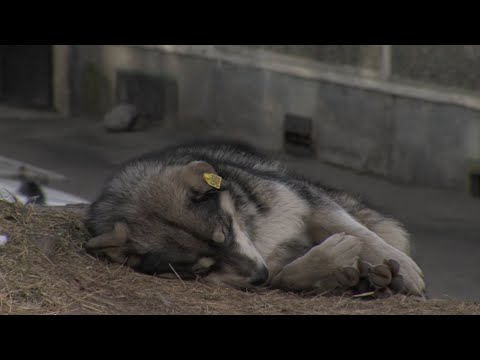 Собакам-бой? | Новости Камчатки | Происшествия | Масс Медиа