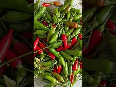 pimenta malagueta itapororoca Paraíba
