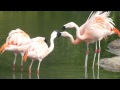 Chilean Flamingo Argument