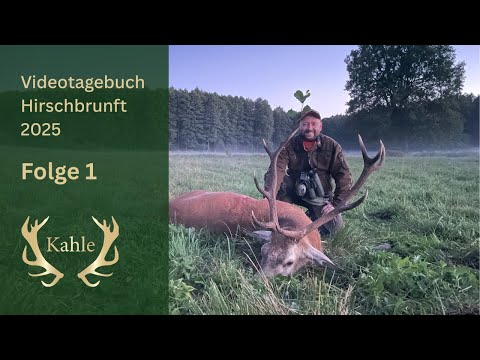 Hirsch auf der ersten Pirsch erlegt! Hirschbrunft in Pommern/ Polen | Tag 1