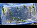 Praying Mantis Meets Leaf Locust Dragonfly Insect Hunting