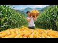 Full Video A Bumper Harvest Season The Rewards Of Relentless Hard Work