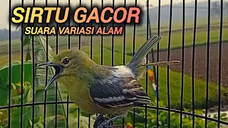 Download lagu PANCINGAN SIRTU GACOR FULL VARIASI PALING AMPUH BIKIN SIRTU GACOR NYAUT mp3
