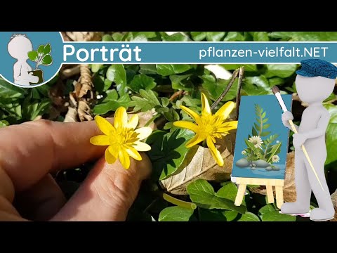 🖼️ Porträt 019 - Scharbockskraut (Ficaria verna) - Wildpflanze (Jung essbar, später leicht giftig)