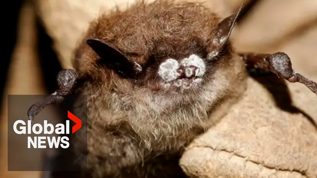 Deadly fungus ‘White-nose syndrome’ found in Alberta bats