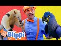 Blippi Learns About Animals And Colors At The Zoo Blippi Learn Colors And Science