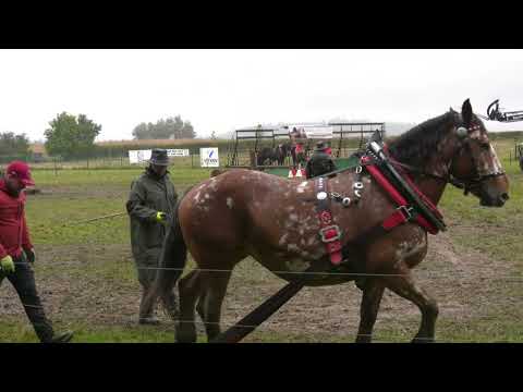 Těžký tah jednospřeží – MČR v kompletní soutěži chladnokrevných koní Klokočov, 5. 10. 2024