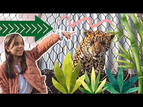 Hvilket dyr er din favorit i Randers Regnskov? 🐒🐍🐠🦥 |  Augusta og Villum