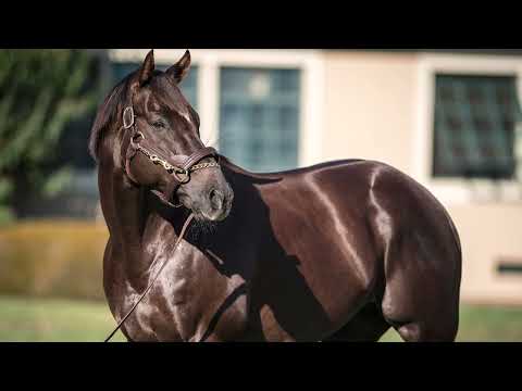 Lane’s End - Daredevil