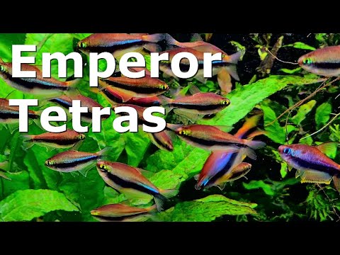 COMMUNITY AQUARIUM Fish | Emperor Tetras | CLOSE UP