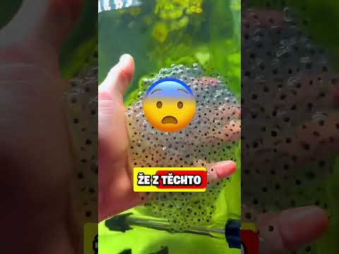 Vytvořil ŽABÍ ARMÁDU!🐸😱
