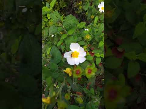 לוטם מרווני Cistus salviifolius