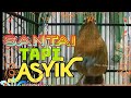 Kicauan Santai Wambi Buat Pancingan Wambi Yang Baru Mulai Bunyi