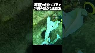 沖縄の海に沈む謎のゴミたちと豊かな生態系を調査