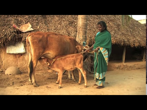 Sanitation and Clean Water for 60 Dalit Families
