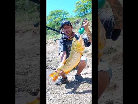 DORADO EN MONJE PARTE 2 Y FIN CON LA BANDA EN SPINNING