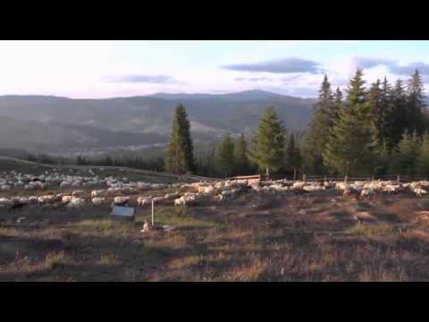 Pensiuni Tg Mures - Cazat.ro