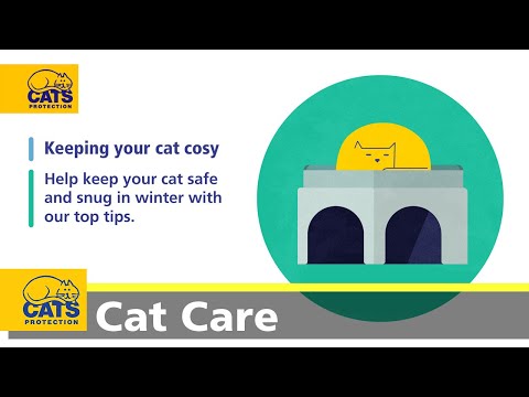 Cosy cats | Keeping your cat warm in winter