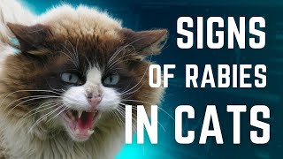 Cat Rabies Symptoms / Rabies in Cats / Cat With Rabies / Rabies Cat / Cat Grooming